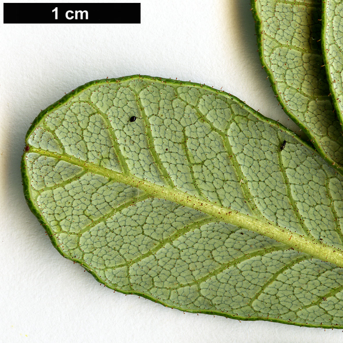 High resolution image: Family: Ericaceae - Genus: Rhododendron - Taxon: forrestii - SpeciesSub: var. papillatum